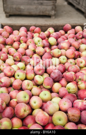 Grande gabbia piena di appena raccolto mele Foto Stock