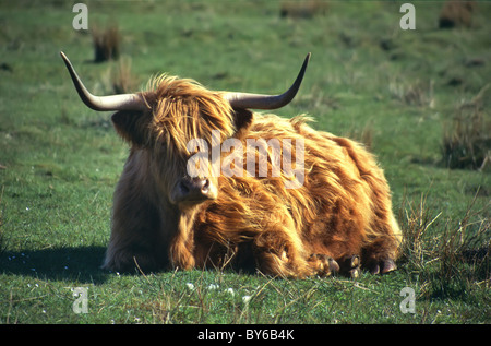 Chiudere fino ad appoggiarsi & ruminating Highland bovini in campo sulla isola di Skye Highland scozzesi Scotland Regno Unito Foto Stock