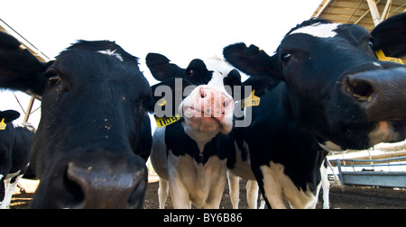 Le mucche in una fattoria di caseificio in un kibbutz in Israele. Foto Stock