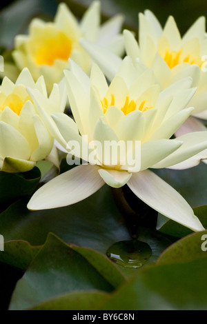 Nelumbo lutea Foto Stock