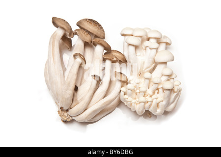 I funghi cinesi, Hon-shimeji e Enoki isolato su un bianco di sfondo per studio. Foto Stock