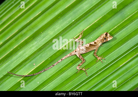 Anolis nitens lizard da Ecuador Foto Stock