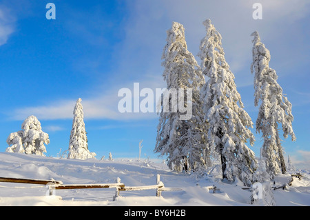 Foresta nera in inverno, foreste di abete rosso Schwarzwald, im Schwarzwald inverno, Fichtenwald,Schwarzwaldhochstraße, Schneelandschaf Foto Stock