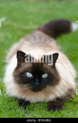 Gatto Ragdoll ritratto Foto Stock