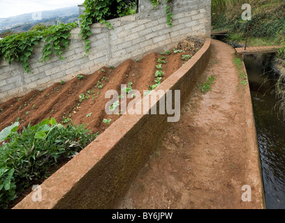 Levada, o canale di irrigazione di Madeira Foto Stock