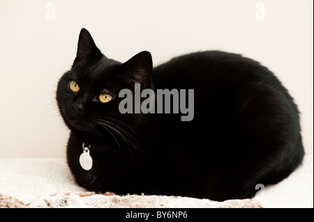 Domestico a pelo corto gatto nero arricciato su cuscini Foto Stock