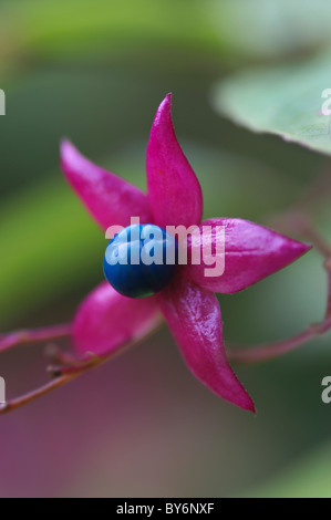 Clerodendrum trichotomum bacche Foto Stock