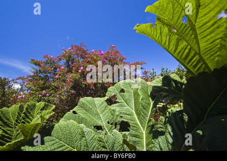 Gunnera e fioritura bush nella foresta pluviale di montagna del Vulcano Poas Parco Nazionale, Gunnera insignis, Costa Rica Foto Stock