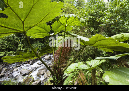 Gunnera nella foresta pluviale di montagna del Vulcano Poas Parco Nazionale, Gunnera insignis, Costa Rica Foto Stock