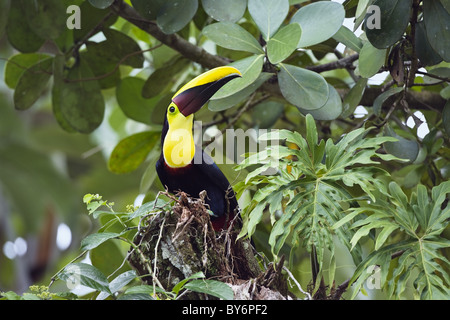 Swainson's Toucan, Castagno-mandibled Toucan, Ramphastos ambiguus swainsonii, seduti in una struttura ad albero nella foresta pluviale, Costa Rica Foto Stock