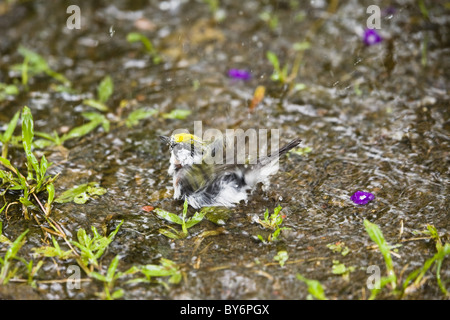 Facciata di castagno trillo di balneazione, Dendroica pensylvanica, Braulio Carrillo National Park, Costa Rica, America Centrale Foto Stock