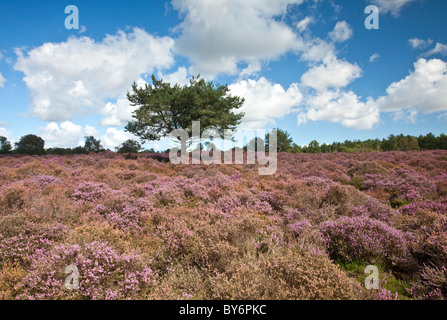 Heather in fiore su una giornata d'estate a Westleton Heath vicino Duncwich, Suffolk. Foto Stock