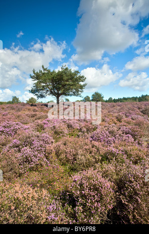 Heather in fiore su una giornata d'estate a Westleton Heath vicino Duncwich, Suffolk. Foto Stock