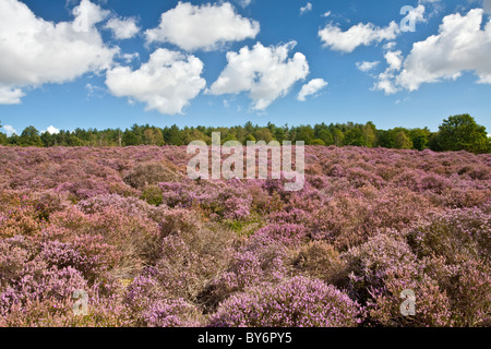 Heather in fiore su una giornata d'estate a Westleton Heath vicino Duncwich, Suffolk. Foto Stock