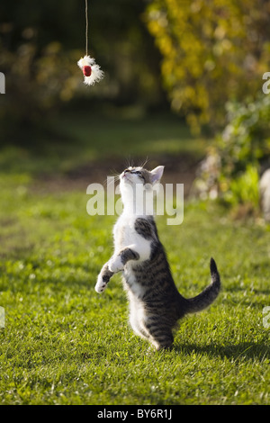 Giovani gatto domestico, gattino gioca con un giocattolo sfumato, Germania Foto Stock