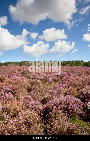 Heather in fiore su una giornata d'estate a Westleton Heath vicino Duncwich, Suffolk. Foto Stock