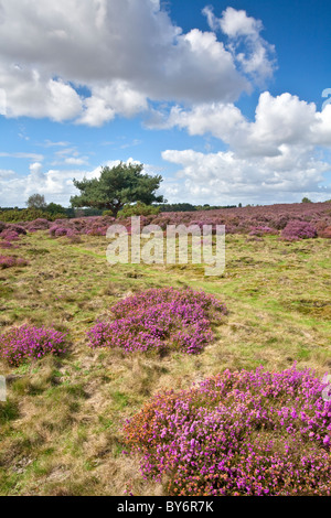 Heather in fiore su una giornata d'estate a Westleton Heath vicino Duncwich, Suffolk. Foto Stock