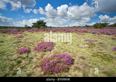 Heather in fiore su una giornata d'estate a Westleton Heath vicino Duncwich, Suffolk. Foto Stock