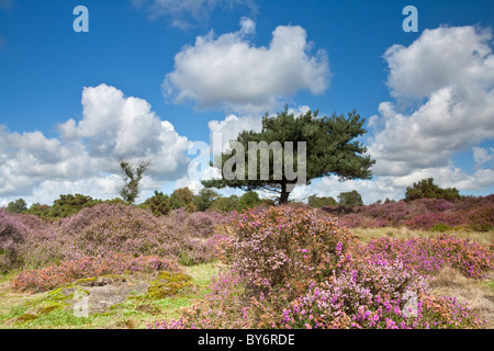 Heather in fiore su una giornata d'estate a Westleton Heath vicino Duncwich, Suffolk. Foto Stock