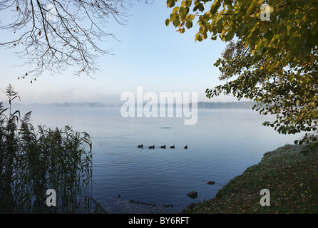 Lago Scharmuetzelsee, Bad Saarow, Land Brandeburgo, Germania Foto Stock