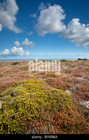 Heather in fiore su una giornata d'estate a Westleton Heath vicino Duncwich, Suffolk. Foto Stock