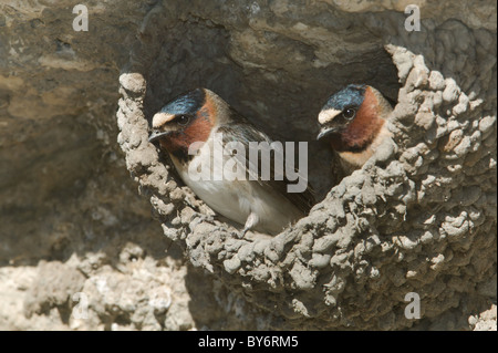 Cliff rondini (Petrochelidon pyrrhonota) nel loro nido fatto di fango Foto Stock