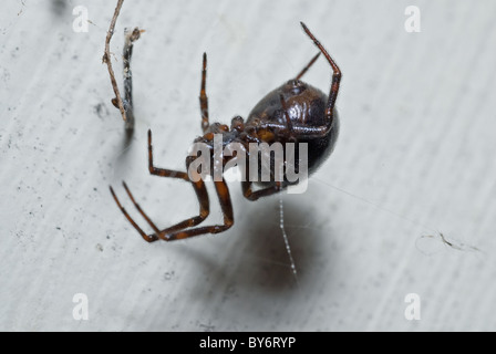 Brown Spider Solitaire Loxosceles reclusa violino Spider Loxoscelidae famiglia Foto Stock