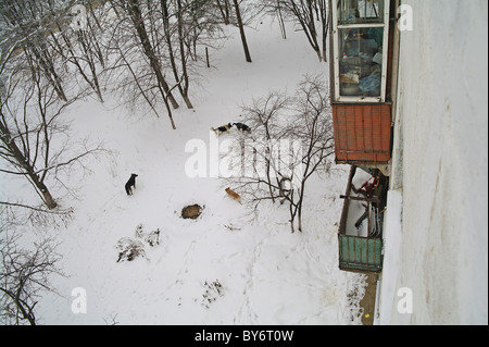 I cani in un cortile di un Appartamento casa in inverno, una città di Domodedovo, Regione di Mosca. Foto Stock