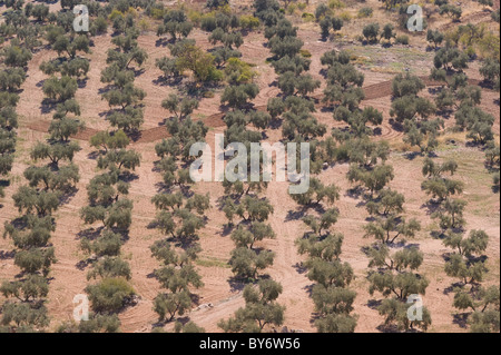 Alberi di ulivo rivestita ordinatamente in fila in Andalusia Spagna Foto Stock