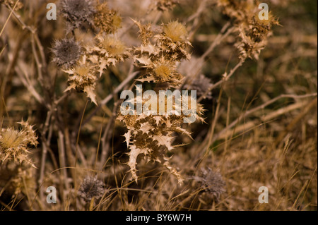 Secchi fiori di cardo IN SPAGNA Foto Stock