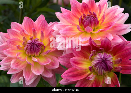 Tre belle dalia fiori nel giardino Foto Stock