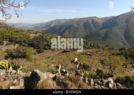 Vista con ficodindia cactus di montagna vicino a Benimaurell, Vall de Laguart, Provincia di Alicante, Valencia, Spagna Foto Stock
