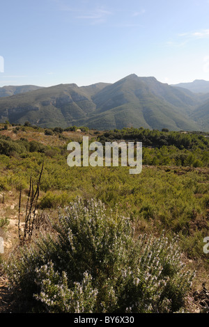 Il rosmarino in fiore nelle montagne vicino a Benimaurell, Vall de Laguart, Provincia di Alicante, Valencia, Spagna Foto Stock