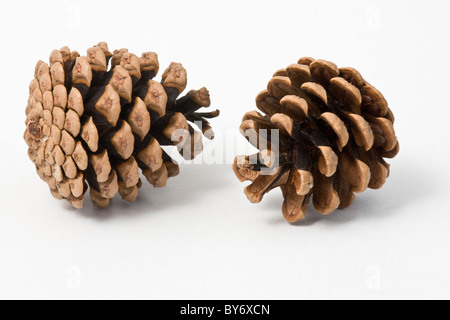 Cono di pino su uno sfondo bianco. I coni sono da un pino silvestre tree. Foto Stock