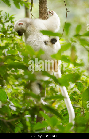 Una specie gravemente minacciate setosa Sifaka (Propithecus diadema candidus) con il bambino in Marojejy parco nazionale nel nord-est del Madagascar. Foto Stock