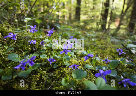 Le viole in un bosco di latifoglie, Baviera, Germania Foto Stock