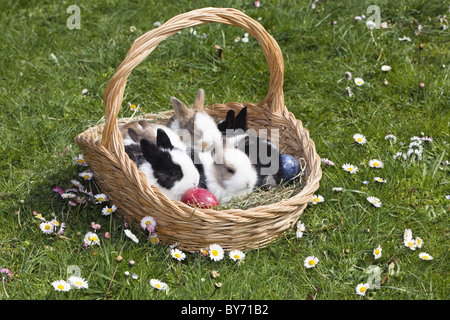 Conigli in un cesto di Pasqua, oryctolagus cuniculus, Baviera, Germania, Europa Foto Stock