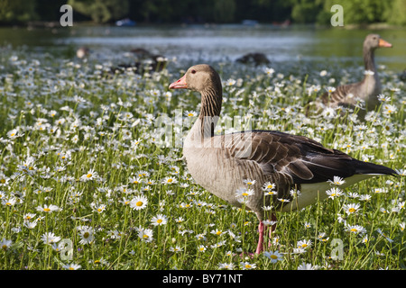 Graylag Oche, Kleinhesseloher lago, giardino inglese, Isar percorso ciclabile, Monaco di Baviera, Germania Foto Stock