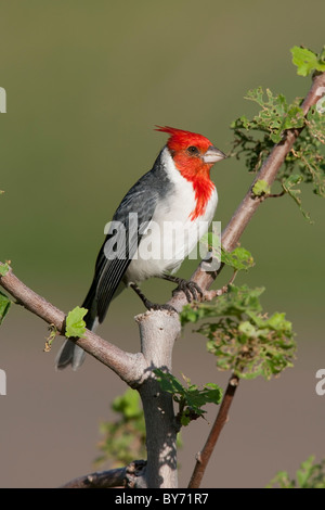 Rosso-crested cardinale (Paroaria coronata) Foto Stock