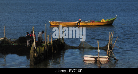 Blue shot di pescatori il caricamento di una piccola imbarcazione con alghe marine da gabbie di fattoria sul litorale del Golfo Quetalmahue, Isola di Chiloe, Cile Foto Stock