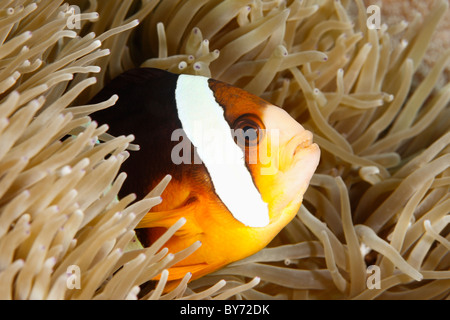 Un arancione-anemonefish alettata che vivono in i tentacoli della sua anemone, Tulamben, Bali, Indonesia Foto Stock