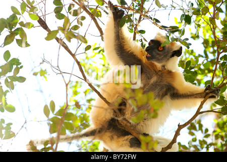 Golden-crowned Sifaka (Propithecus Tattersalli) negli alberi della riserva Daraina nel nord-est del Madagascar. Foto Stock