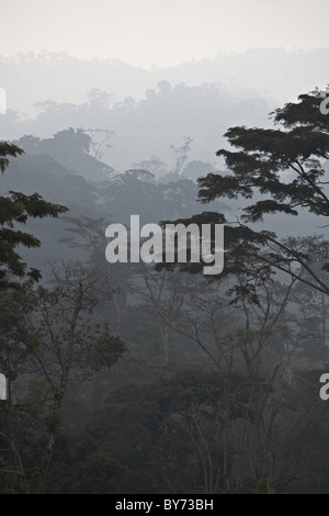 Foresta di pioggia e Usambara mountains nella nebbia, Tanzania Africa Foto Stock