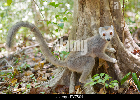 Femmina lemure coronato (il Eulemur coronatus) in Ankarana parco nazionale nel nord del Madagascar. Foto Stock