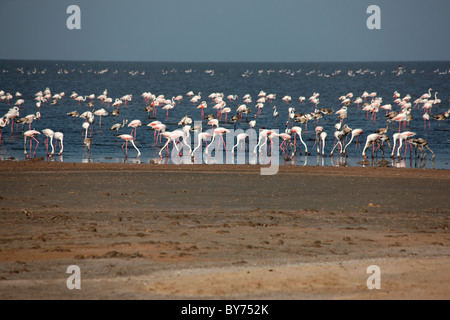 Fenicotteri rosa nel Rann di Kutch, Gujarat, India Foto Stock