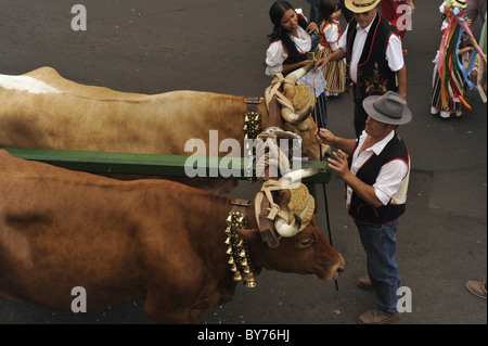 I buoi e gli uomini e le donne in costume delle Canarie, Los Realejos, Romeria, Tenerife, Isole Canarie, Spagna Foto Stock