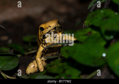 Phyllobates terribilis - golden poison dart frog Foto Stock