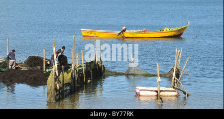 I pescatori di alghe marine di caricamento in una piccola barca da due gabbie di fattoria in acque blu del Gulfo de Quatemalhue, isola di Chiloe, Cile Foto Stock