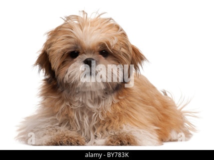 Shih-tzu cucciolo, 6 mesi di età, disteso di fronte a uno sfondo bianco Foto Stock