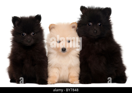 Tre cuccioli di Spitz, 2 mesi di età, di fronte a uno sfondo bianco Foto Stock